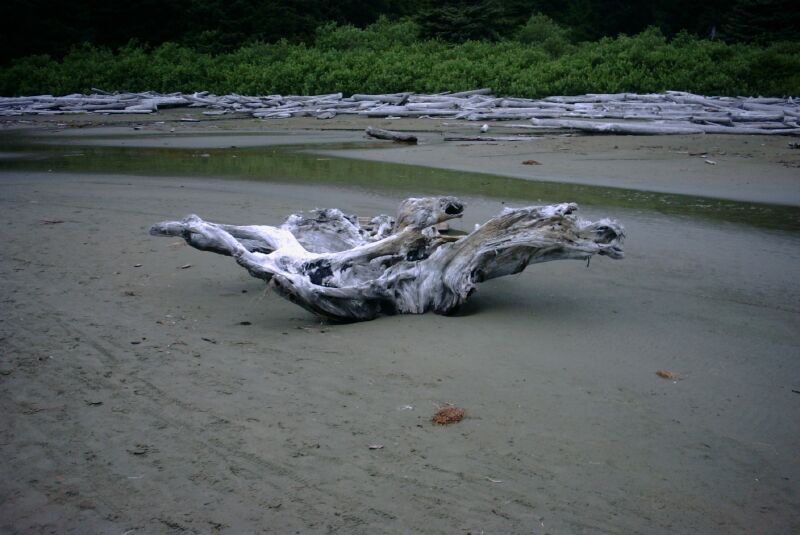25 - Cool Driftwood.jpg
