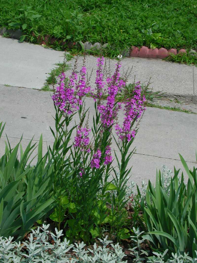 DSCN7929.jpg